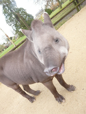 Lowland tapir at Cotswold Wildlife Park, 2008, by Sarah Cooper