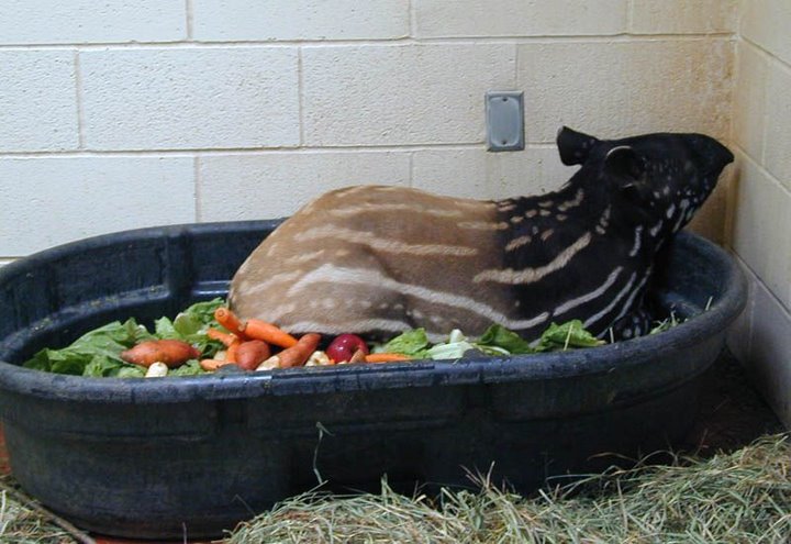 [tapir-salad.jpg]
