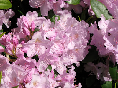 Big Rhododendron bush at the southwest corner of Astoria's Post Office