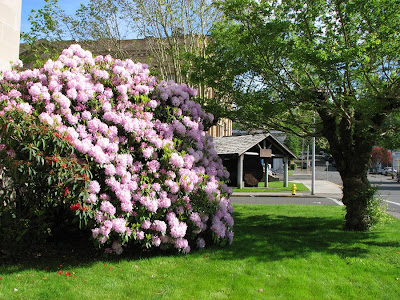 Big Rhododendron bush at the southwest corner of Astoria's Post Office