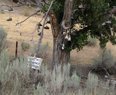 A shoe tree in Central Oregon near Mitchell