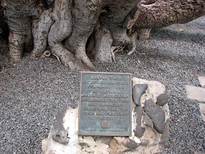 Big Banyan Tree, Lahaina, Maui, Hawaii