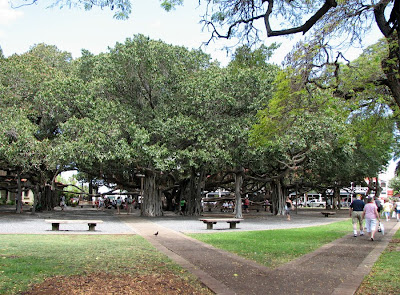 Big Banyan Tree, Lahaina, Maui, Hawaii