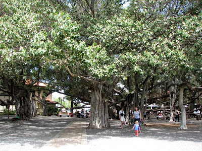 Big Banyan Tree, Lahaina, Maui, Hawaii