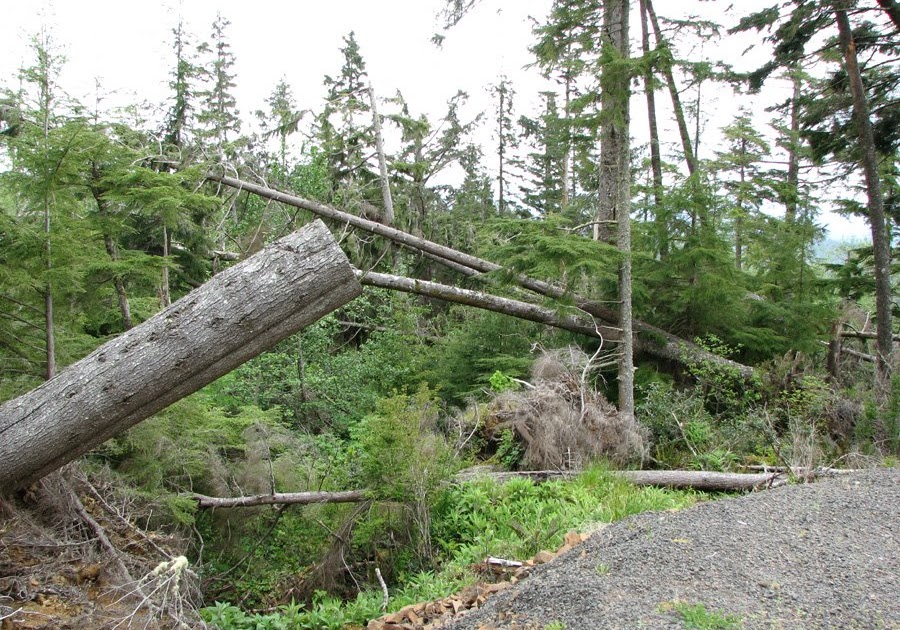Astoria, Oregon, Daily Photo Trees vertical and horizontal remnants
