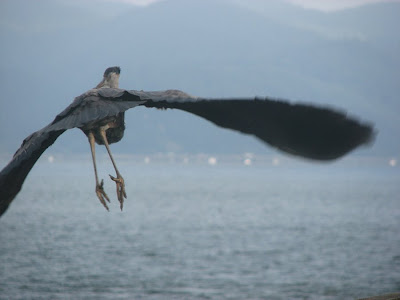 Heron Flying