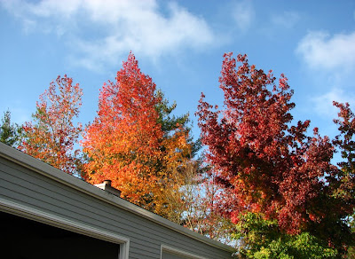 Lake Oswego, Portland - Trees in Autumn Colors