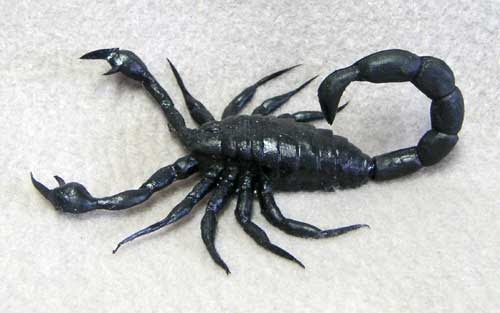 stuffed scorpion