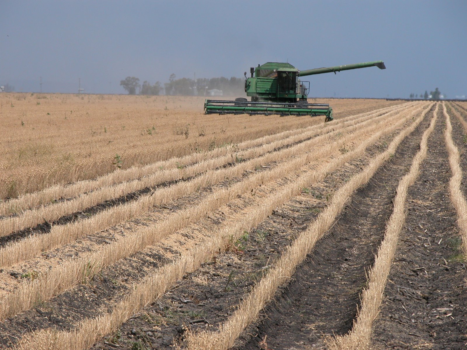 [Chickpea+harvest+C.JPG]