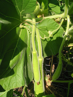 Gourd/Upo