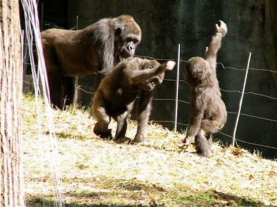 Everybody dance now! Some young Gorrilla fun at Zoo Atlanta.