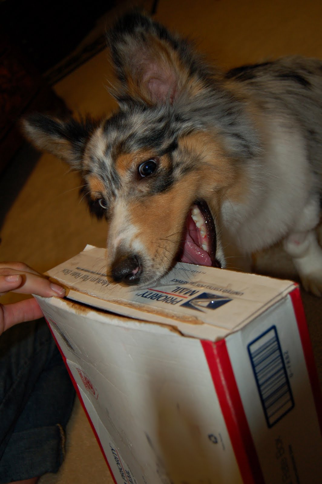 Toby Box