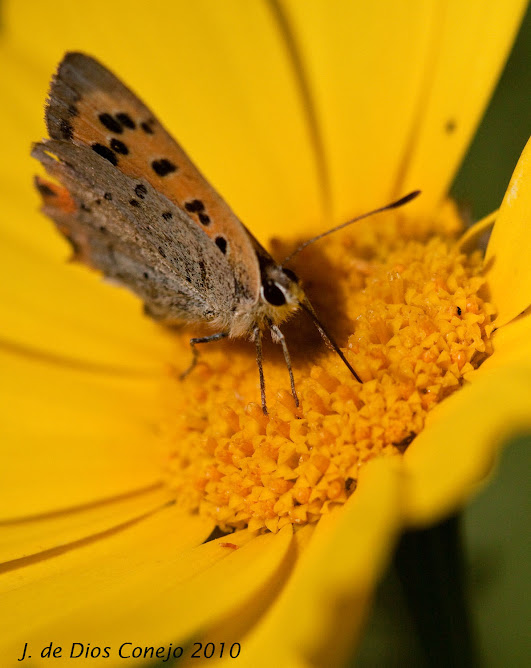 Mariposa libando en margarita amarilla