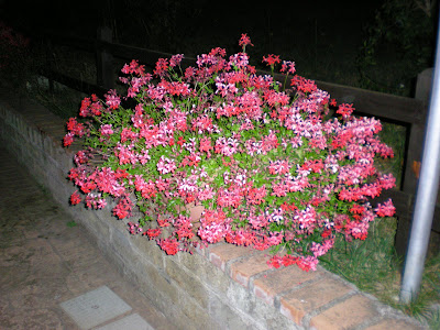 Geranei