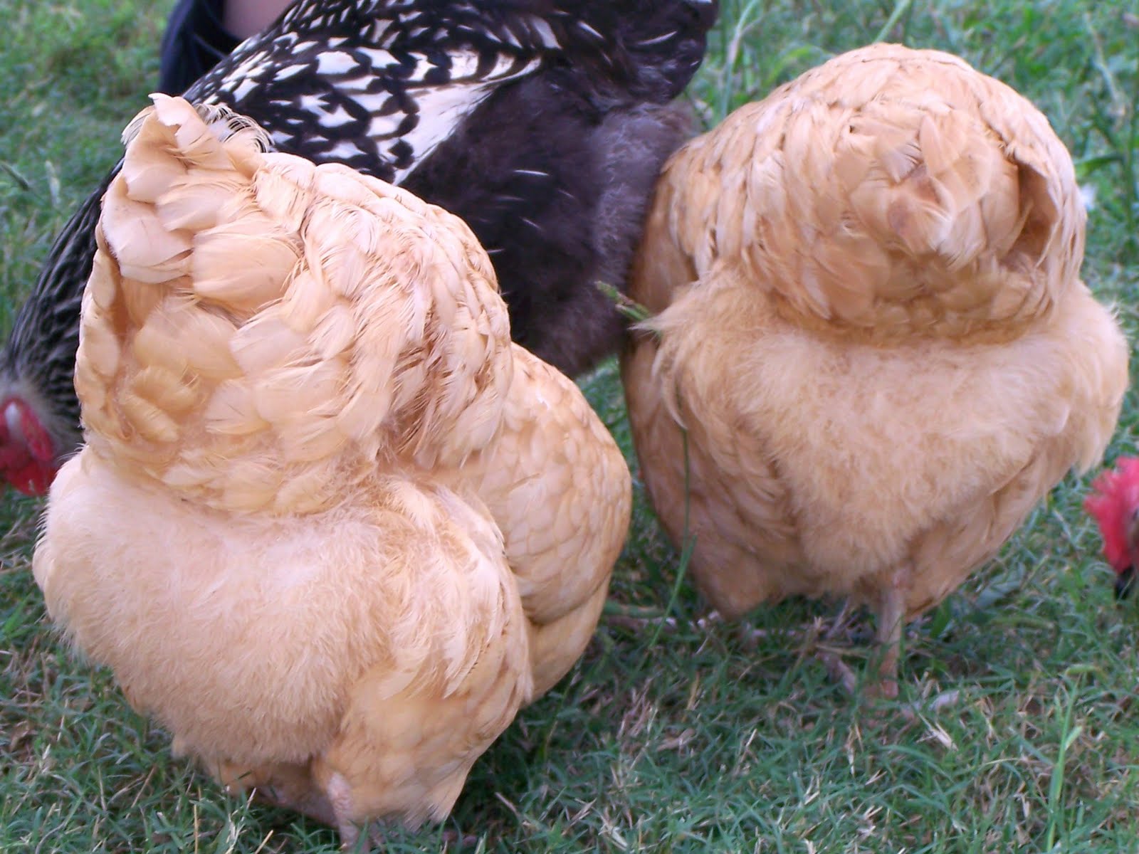 At the Butterfly Ball Our backyard barnyard... or, they multiply like