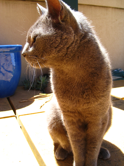 Kit my Cat