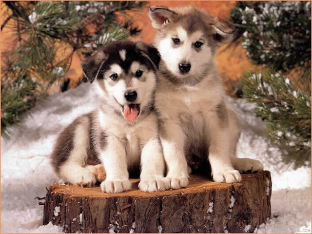 puppies and dogs wallpapers. Dogs wallpapers