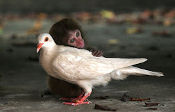 MONKEY AND PIGEON