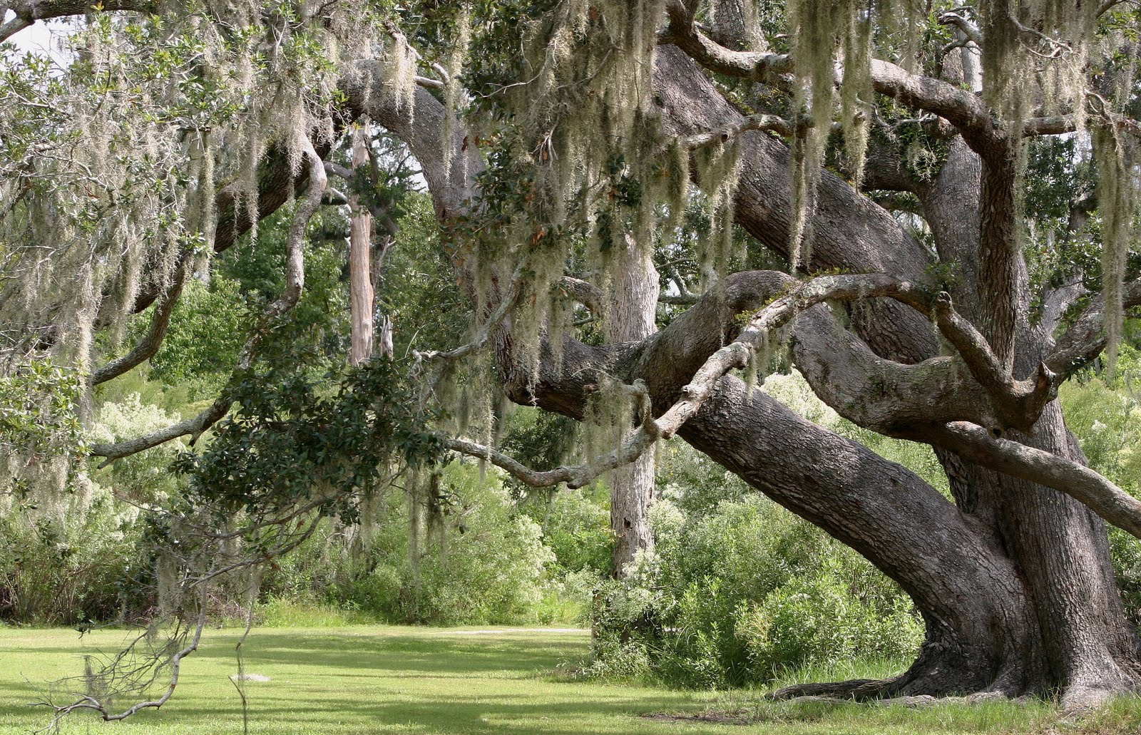 Live+oak+and+moss.JPG (image)