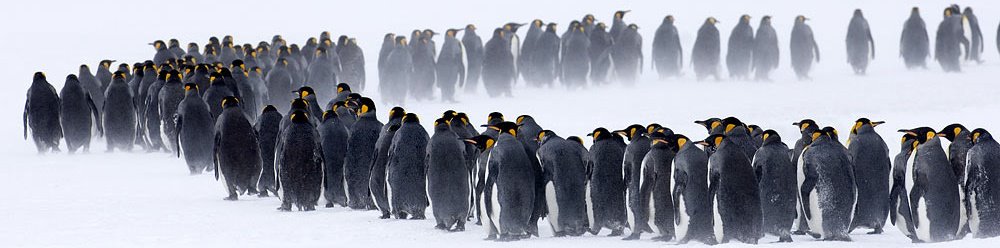 Penguin Evolutionary Tree
