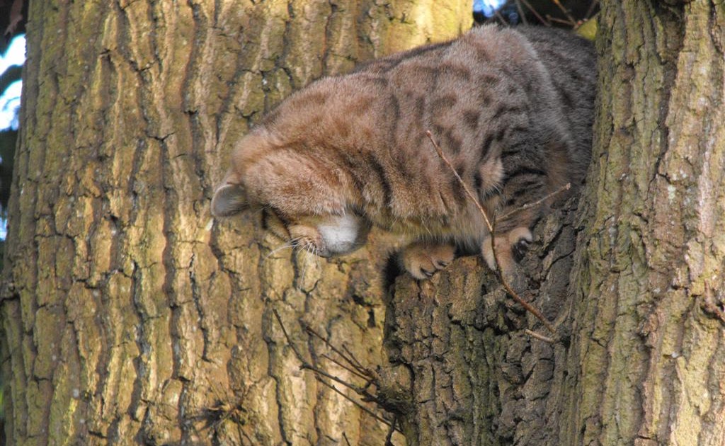 Feather On A Wire Cat stuck up a tree