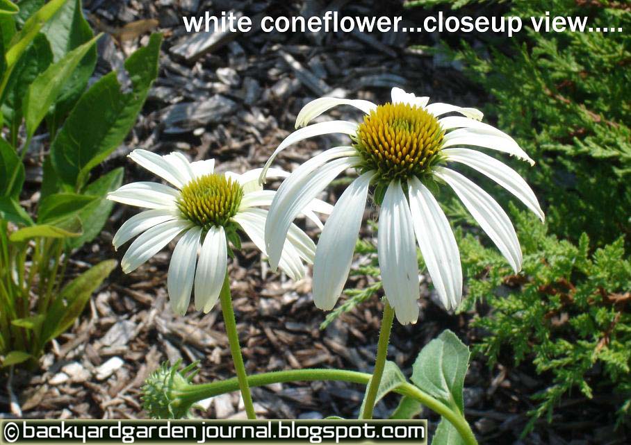 [coneflower.jpg]