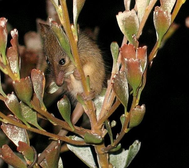 Esperance Blog Honey Possum, Tarsipes rostratus