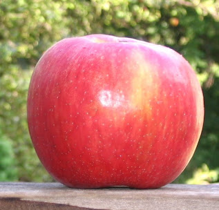 Honeycrisp - Wikipedia