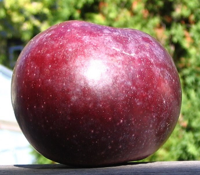 Adam's Apples: Macoun Ages Gracefully