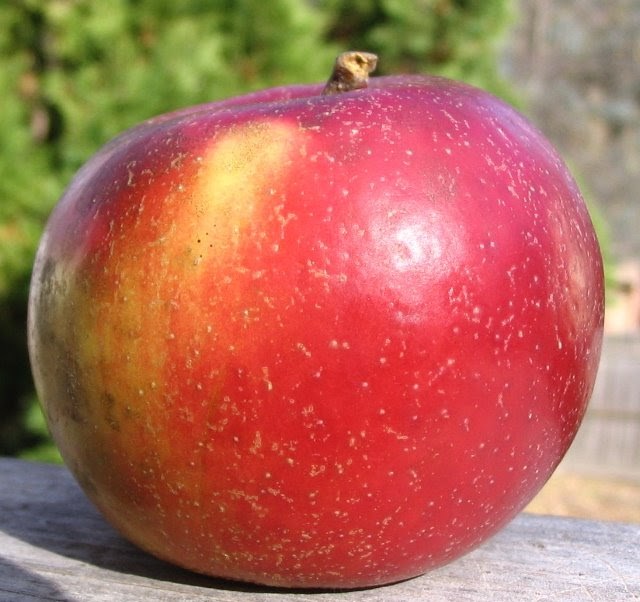 Adam's Apples Baldwin