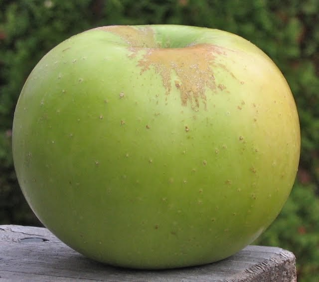 Adam's Apples: Northwest Greening