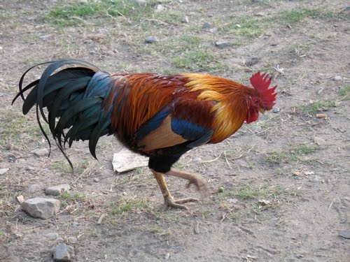 [rooster-ok.jpg]