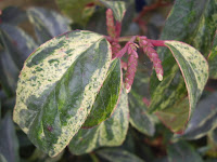 Leucothoe fontanesiana 'Rainbow'