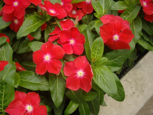 [Catharanthus+roseus+(2).jpg]