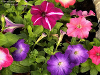 revistas de jardineria revista de jardineria jardineria poda