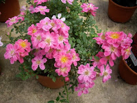 revistas de jardineria revista de jardineria jardineria poda