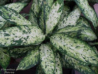 material de jardineria escuela paisajismo libros jardineria