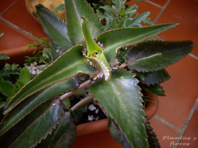 [Kalanchoe+daigremontiana.jpg]