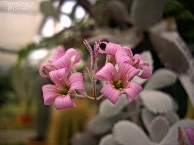 [Kalanchoe+pumila++(2).jpg]