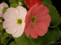 centros jardineria centros de jardineria material jardineria