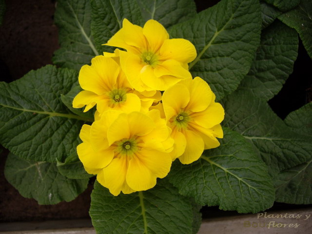 [Primula+acaulis+(3).jpg]