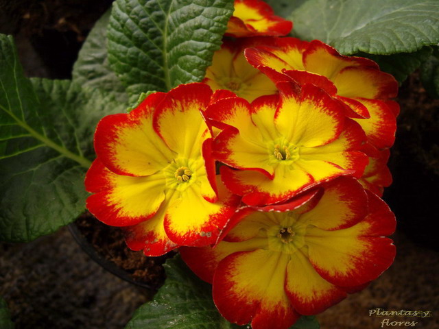 [Primula+acaulis+(10).jpg]