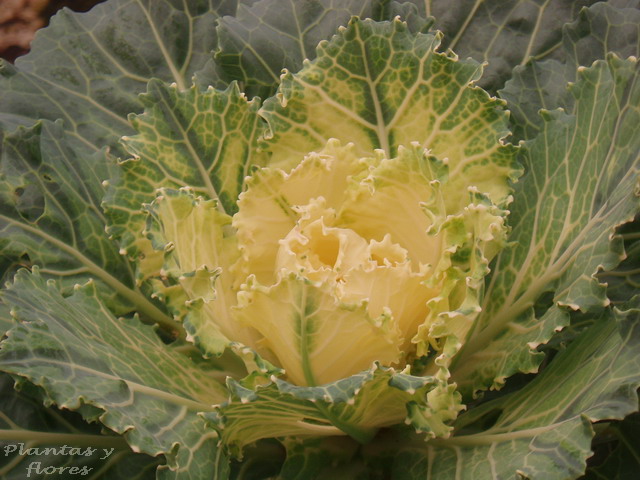 [Brassica+oleracea+(7).jpg]