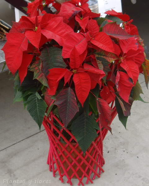 [Euphorbia+pulcherrima++(18).jpg]