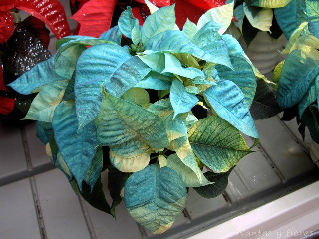 [Euphorbia+pulcherrima++(16).jpg]