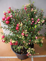 estudiar jardineria jardinerias trabajos de jardineria