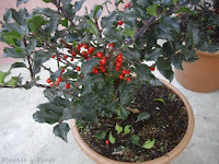 estudiar jardineria jardinerias trabajos de jardineria