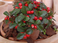 estudiar jardineria jardinerias trabajos de jardineria