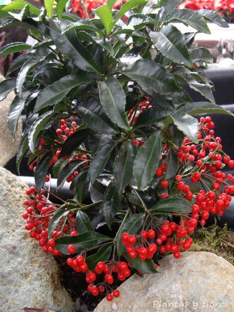 [Ardisia+crenata.jpg]