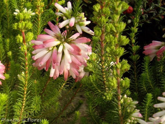 [Erica+carnea+(4).jpg]